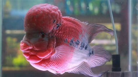 花羅漢飼養|飼養花羅漢魚 錯誤觀念要避免 – 寵物百科